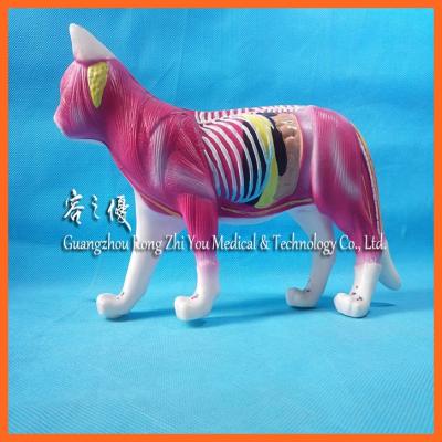 China Medical School Bilological R190126 Teaching Use Acupuncture Cat Animal Anatomy Model for sale