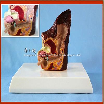 China Medical School Biological R190124 Animal Model Dog Sick Ear Biological Teaching Anatomy And Health Ear Model for sale