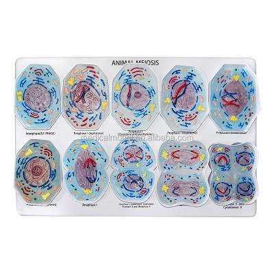 China 10 PCS Realistic Simulation Cell Meiosis Animal Model for Science Supplies for sale