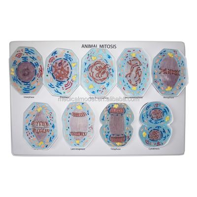 China Realistic Simulation Animal Cell Mitosis 9 PCS Plastic Popular Anatomical Model for sale