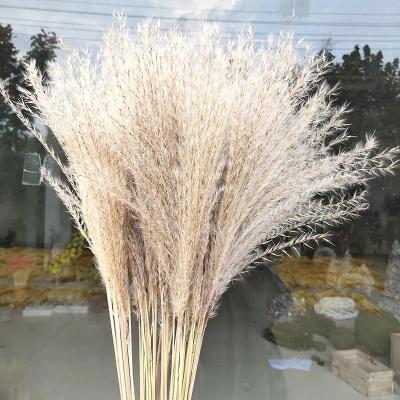 China Modern Dry Pampas Grass The Natural Dried Flower Ponytail Pampas Grass for sale