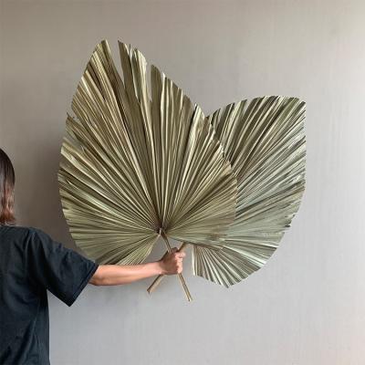 China Modern Dry Palm Leaf Fan Cattail Leaf Fan Dried Palm Leaves for sale