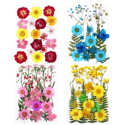 China Real real cheap dry flowers natural flower styles of different pressed flower for sale