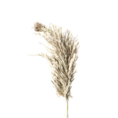 China Hot Sale Decorative Celebration/Decoration Amazon Preserved Dried Natural Gray Pampas Grass for sale