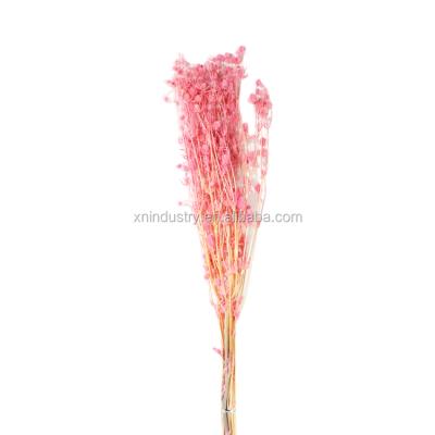 China 100% Natural Preserved Flower Preserved Natural Valentine Rose Flower For Home Decoration for sale