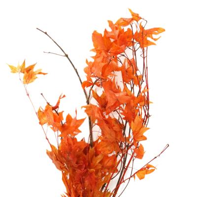 China Green Environmental Protection Diy Flower Arrangement Materials Wedding Decoration Bouquet Of Dry Immortal Leaves Maple Leaves for sale