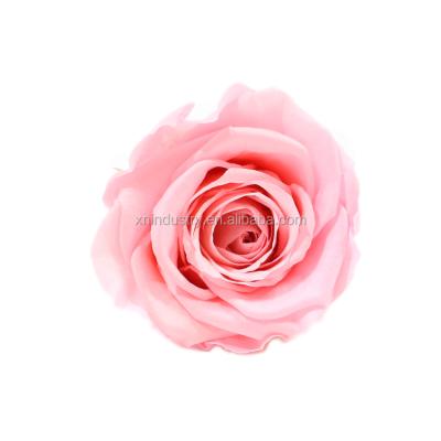 China 5-6cm A Simply Warm Water Pink Rose Preserved Flower Heads Wholesale Flower Rose for sale