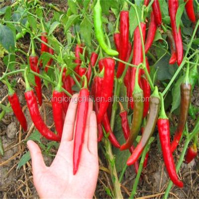 China New stemless dry crop or stem sweet pepper pepper for sale