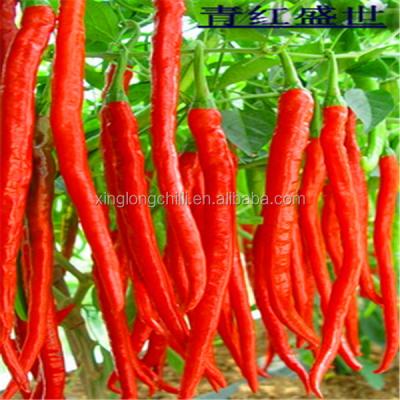 China Lowest Factory Price Fresh Oil High Dry Thick Fruit Pulp Xian Dried Chilli for sale