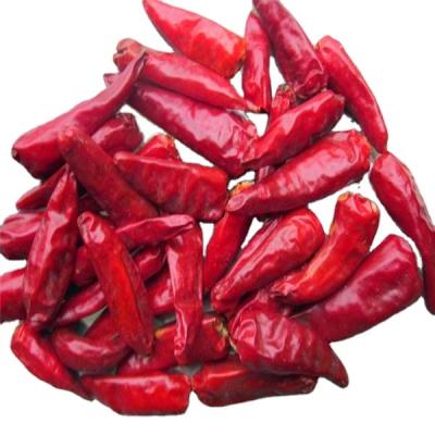 China Dried Bullet Chilli Peppers For Hot Sales 4-7cm for sale