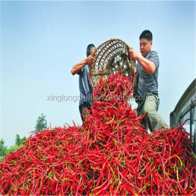 China Erjingtiao long dry red chili for fried chili rings for sale