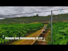 Chengdu Safe Biotechnology Co.Ltd. - Konjac Noodles Manufacturer