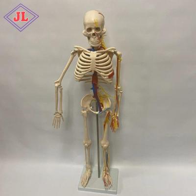 China Medical School Bilological 85cm Human Body Model Skeleton with Nerves and Blood Vessels Human Anatomical Teaching Model for School and Hospital for sale