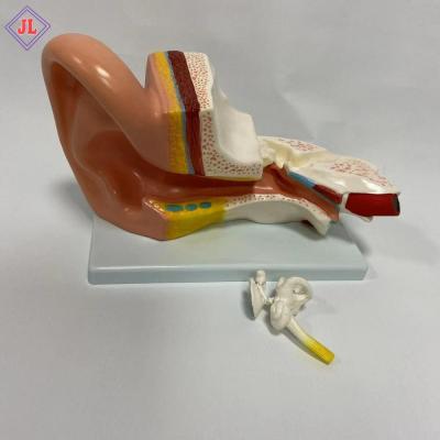 China Three Times Magnification Series Middle Ear Medical Anatomical Model For Teaching for sale