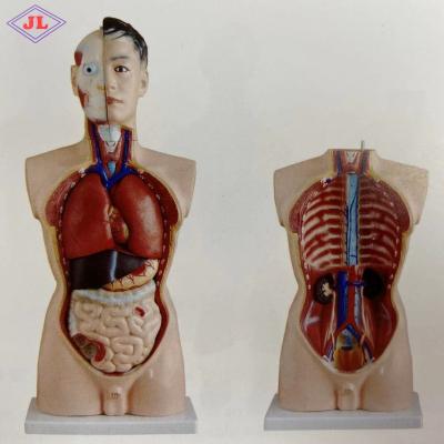 China Detailed Anatomy Structures Medical Science Subject Simulator Series 85CM Human Male Torso Model 19 Parts For Teaching for sale