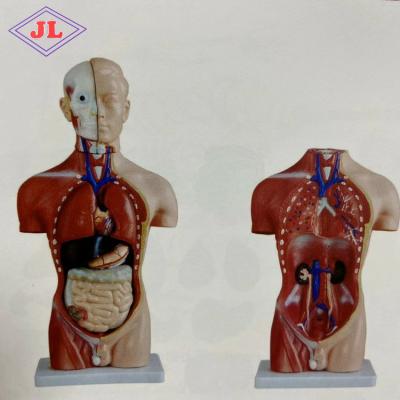 China Detailed Anatomy Structures Medical Science Subject Torso Series 42cm Human Male Torso Model 13 Parts For Teaching for sale