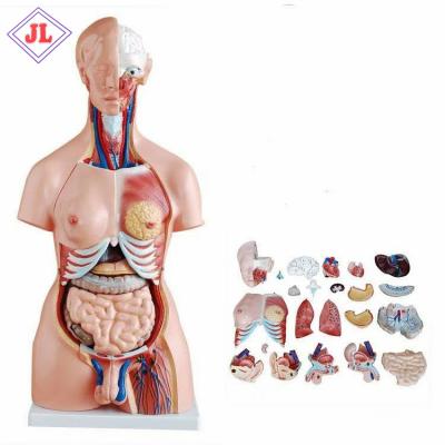 China Detailed Anatomy Structures 85cm 23 Parts Human Female Change Male Torso Model For Teaching for sale