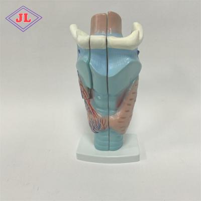 China Detailed Anatomy Structures Body Teaching Series Magnified Human Larynx Anatomical Model For Medical School for sale