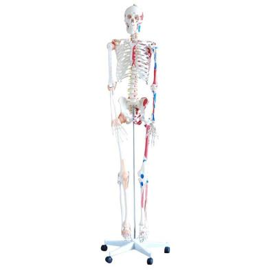 China Detailed Anatomy Structures 180cm Human Body Medical Skeleton with Muscles and Ligaments Human Anatomy Teaching Model for School and Hospital for sale