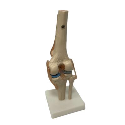 China Durable Skeletal Series Medical Teaching Life Size Knee Joint With Ligaments FOF Medical School for sale