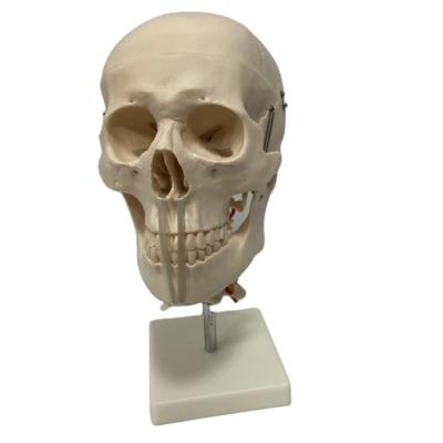 China Durable Medical Teaching Skeleton SeriesSkull With Cervical Spine For Medical School for sale