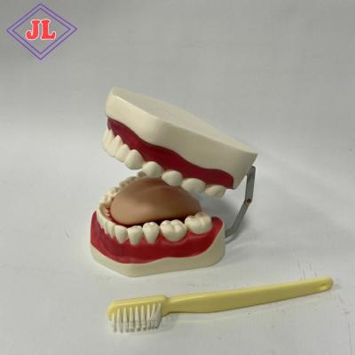 China 28 Human Teeth Medical Science Subject Simulator Seriesl 28 Teeth Care Model For Teaching for sale