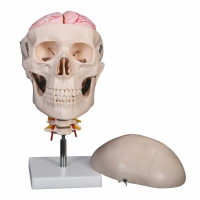 China Durable Medical Teaching Series Skeleton Skull With 8 Parts Brain And Cervical Spine For Medical School for sale