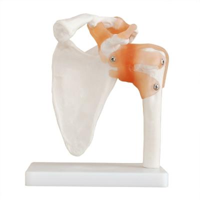 China Skeletal Series Durable Medical Teaching Life Size Shoulder Joint With Ligaments FOF Medical School for sale