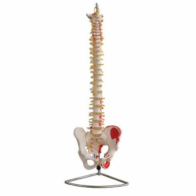 China Skeletal Series Durable Medical Teaching Life Size Spine With Pelvis And Muscles Painted For Medical School for sale