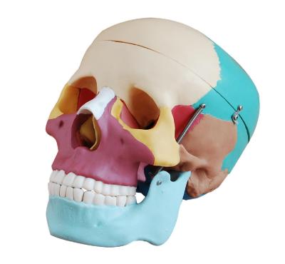 China Skeletal Series Durable Medical Teaching Life Size Skull With Colored Bones For Medical School for sale