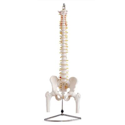 China Skeletal Series Durable Medical Teaching Life Size Spine with Pelvis and Femur Heads for Medical School for sale