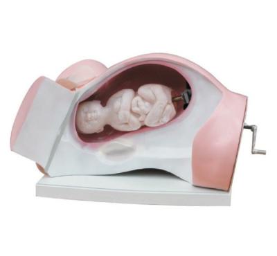 China Naturally Delivery Subject Nasal Simulator Medical Science Teaching Series Child Birth And Fetus Model for sale