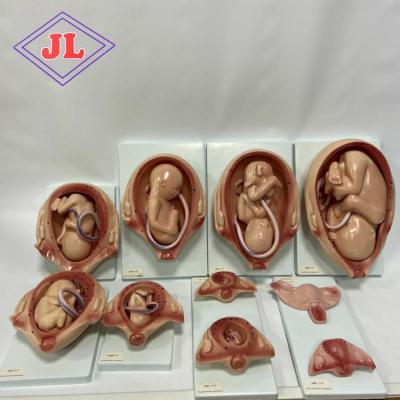 China Medical Science Nasal Submissive Simulator Teaching Series Child Birth and Child Fetus The Developmental Process for the Fetus for sale