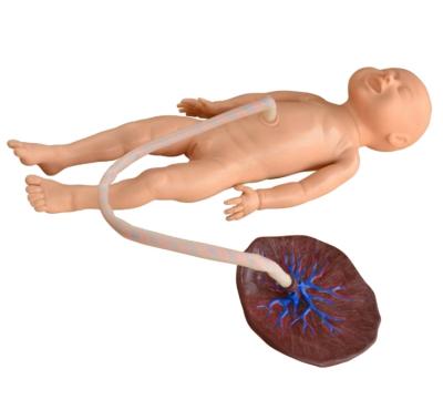 China Realistic Subject Simulator Medical Science Human Simulation Teaching Series Child Birth and Fetus Newborn Umbilical Cord Care Medical Advanced Model for sale