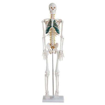 China With Spinal Nerves Medical Human Body Model Skeleton 85cm with Human Anatomical Teaching Spinal Nerves Model for School and Hospital for sale