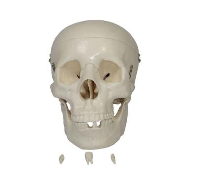 China Anatomical Demonstration Skeletal Series Medical Teaching Life Size Skull For Medical School for sale