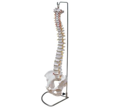 China Anatomical Demonstration Skeletal Series Medical Teaching Life Size Spine With Pelvis For Medical School for sale