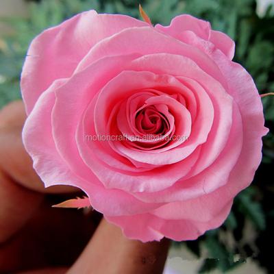 China Wholesale A Grade Long Life Preserved Roses Point 2-3cm High Quality for sale