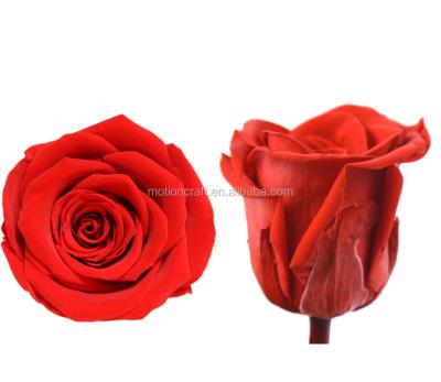 China Good quality small MOQ 4-5cm preserved roses wholesale long lasting grade 4-5cm roses for sale