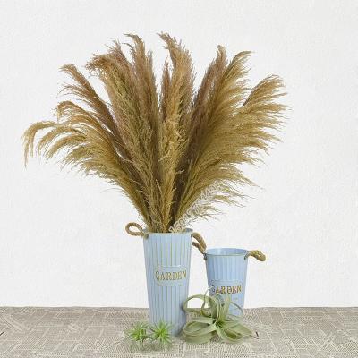 China Decoration plant sale plant 100cm natural dry reed grass flower for home decoration for sale