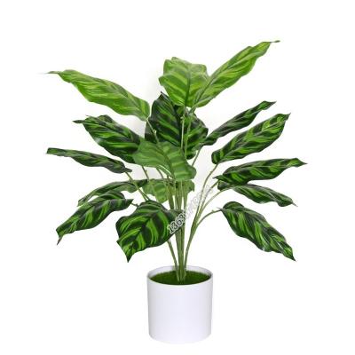 China Natural Wholesale Real Flower Fake Touch Plant Touch Leaves Artificial Calathea Plants For Wall Decoration for sale