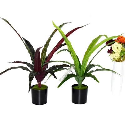 China 12 touch natural head Calathea veitchiana real green plant high quality artificial grass for decoration for sale