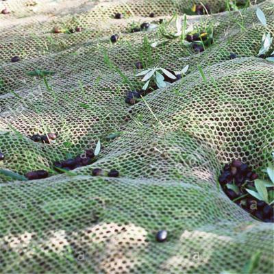 China La agricultura del HDPE da fruto Olive Net/cosecha pesca la recogida de Olive Collect Net neta en venta