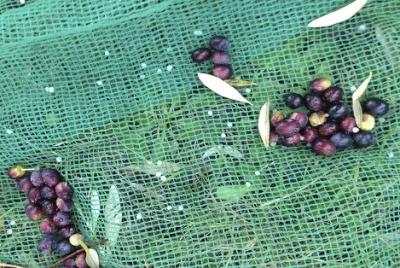 China Nuez y Olive Harvesting Net a Grecia, Italia en venta