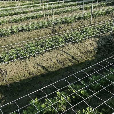 China Trellis Netting For Vertical Gardening for sale