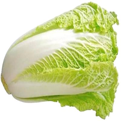 China Wholesale Fresh White Label Export IQF Frozen Chinese Cabbage JELLY Bulk Price Per Ton for sale