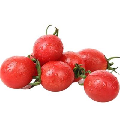 China Support Wholesale Price Organic IQF Production Line Processing Fresh Frozen Greenhouse Tomato for sale