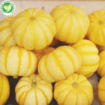 China Export Organic Fresh Golden IQF Frozen Mini Pumpkin for sale