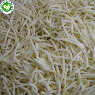 China IQF FROZEN Bulk Price Frozen Green Bean Sprouts for sale