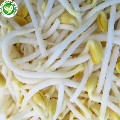 China Best grade healthy wholesale iqf frozen bean sprout for sale